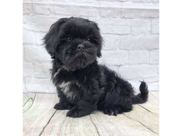 Lhasa Apso DOG Male Black 1612 Petland Gallipolis, OH