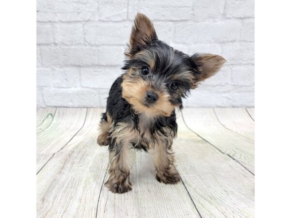 YorkieChon DOG Female Black / Tan 1621 Petland Gallipolis, OH