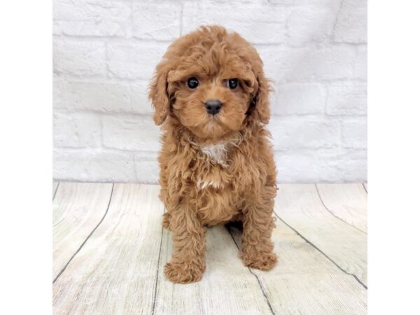 Cavapoo-DOG-Female-Red-1619-Petland Gallipolis, OH