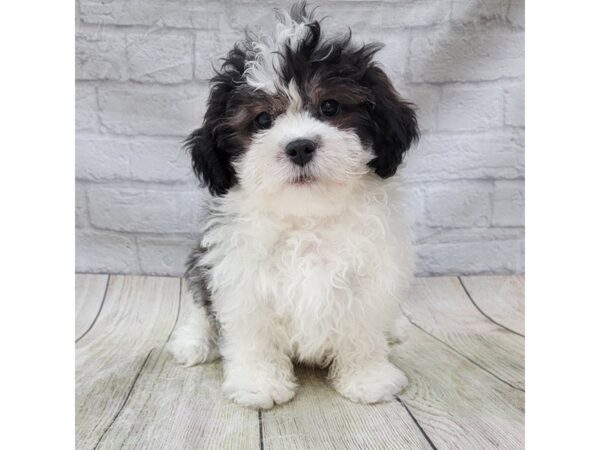 Teddy Bear DOG Male Black / White 1624 Petland Gallipolis, OH