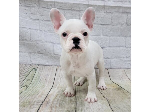 French Bulldog DOG Female White 1623 Petland Gallipolis, OH