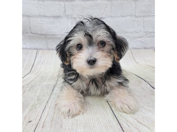 Yorkshire Terrier-DOG-Male-Black / Tan-1622-Petland Gallipolis, OH