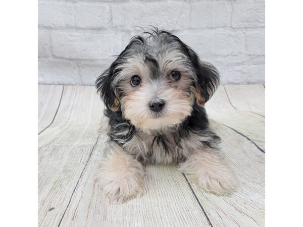 Yorkshire Terrier DOG Male Black / Tan 1622 Petland Gallipolis, OH