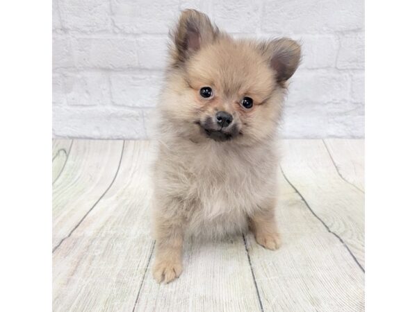 Pomeranian DOG Female Red Sable 1631 Petland Gallipolis, OH