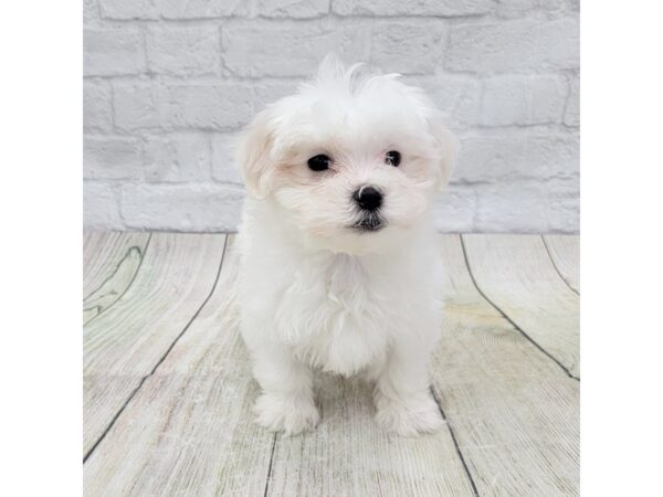 Maltese DOG Female White 1630 Petland Gallipolis, OH