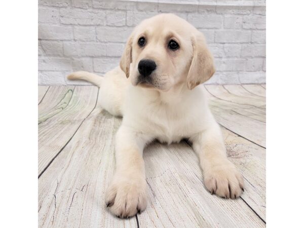 Labrador Retriever DOG Male Yellow 1629 Petland Gallipolis, OH