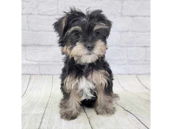 Morkie DOG Female Black / Tan 1626 Petland Gallipolis, OH