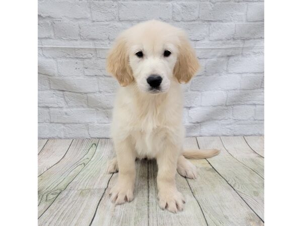 Golden Retriever DOG Female Golden 1625 Petland Gallipolis, OH