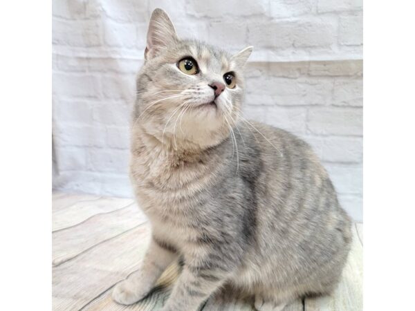 Adopt a Pet Domestic Short Hair CAT Female Gray Tabby 1638 Petland Gallipolis, OH