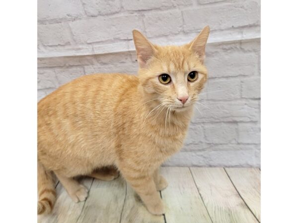 Adopt a Pet Domestic Short Hair-CAT-Male-Orange Tabby-1637-Petland Gallipolis, OH