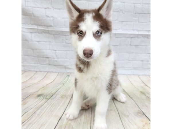 Siberian Husky DOG Male Red / White 1636 Petland Gallipolis, OH