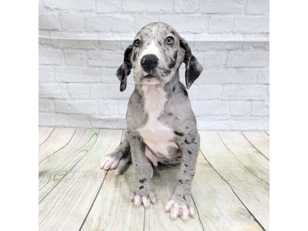 Great Dane DOG Male Blue Merle 1634 Petland Gallipolis, OH