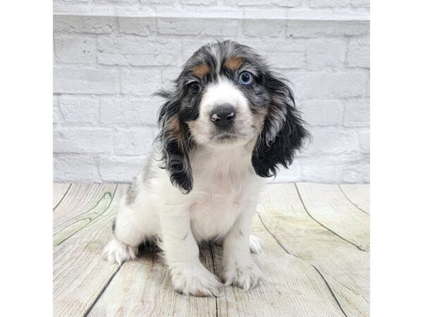 Cocker Spaniel DOG Male Black / White 1633 Petland Gallipolis, OH