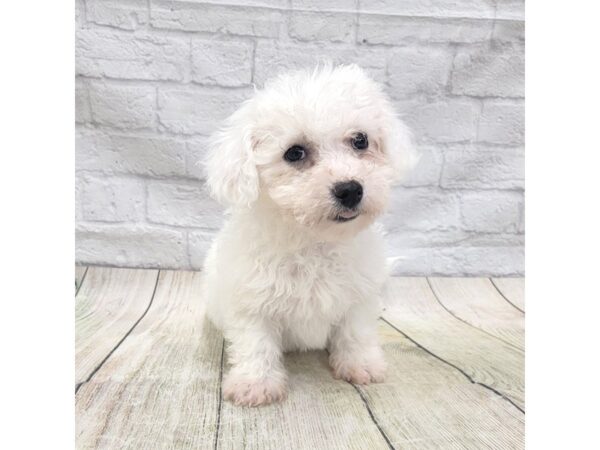 Bichon Frise-DOG-Male-White-1632-Petland Gallipolis, OH