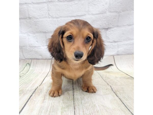 Dachshund DOG Female Wild Boar 1640 Petland Gallipolis, OH