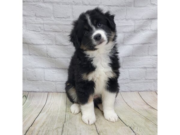 Miniature American Shepherd DOG Male Tri-Colored 1644 Petland Gallipolis, OH