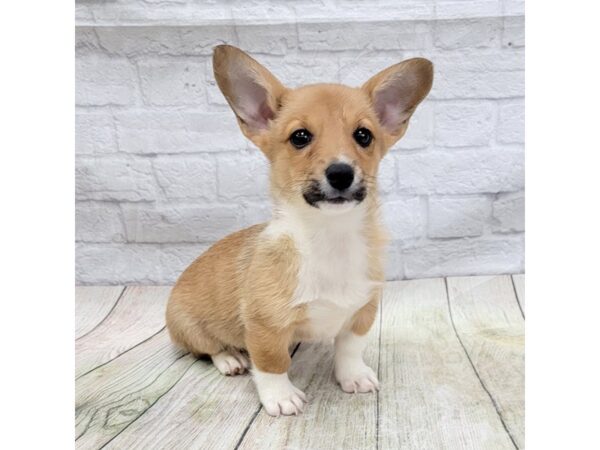 Pembroke Welsh Corgi DOG Male Red / White 1645 Petland Gallipolis, OH