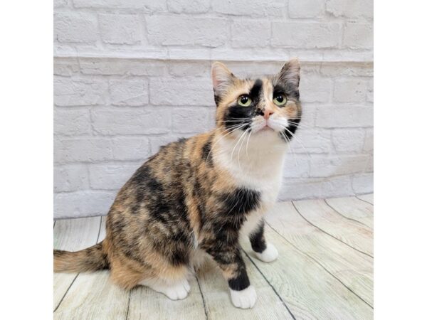 Adopt a Pet Domestic Short Hair-CAT-Female-Tortoiseshell-1646-Petland Gallipolis, OH