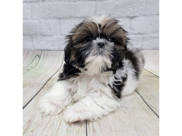 Shih Tzu DOG Male Red / White 1639 Petland Gallipolis, OH