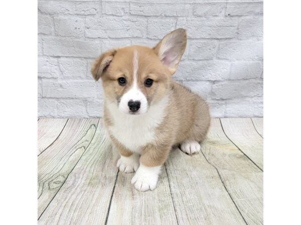 Pembroke Welsh Corgi DOG Male Red Sable 1649 Petland Gallipolis, OH