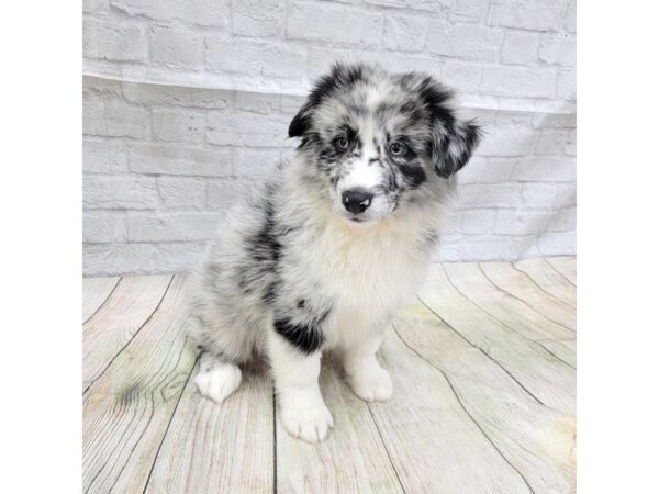 Australian Shepherd DOG Male Black White / Tan 1648 Petland Gallipolis, OH