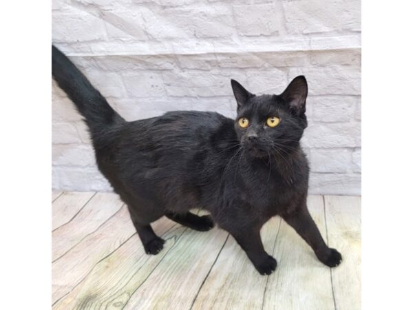 Adopt a Pet Domestic Short Hair CAT Female Black 1663 Petland Gallipolis, OH