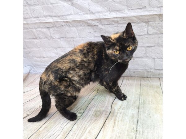 Adopt a Pet Domestic Short Hair CAT Female Tortoiseshell 1662 Petland Gallipolis, OH