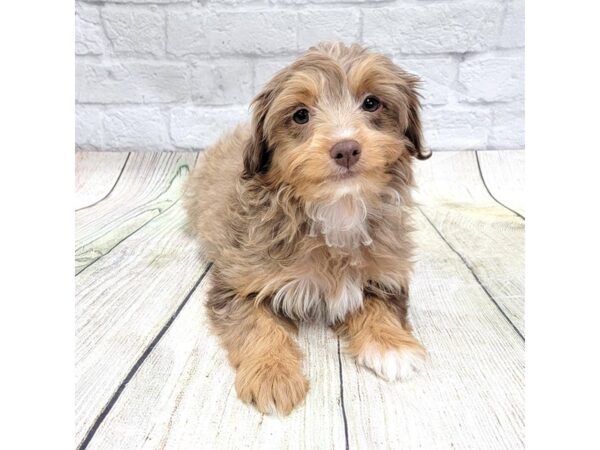 Mini Aussie Doodle DOG Female Chocolate Merle 1661 Petland Gallipolis, OH