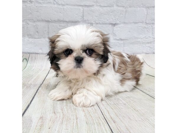 Shih Tzu-DOG-Male-Gold / White-1659-Petland Gallipolis, OH
