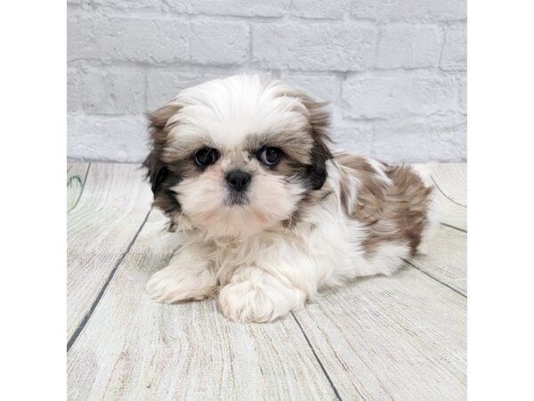 Shih Tzu DOG Male Gold / White 1659 Petland Gallipolis, OH