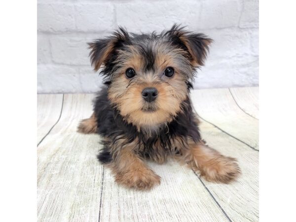 Yorkshire Terrier DOG Female Black / Tan 1658 Petland Gallipolis, OH