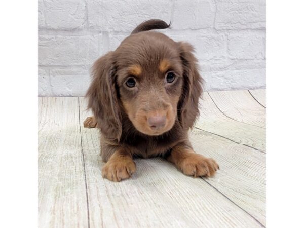 Dachshund-DOG-Female-Chocolate / Tan-1657-Petland Gallipolis, OH