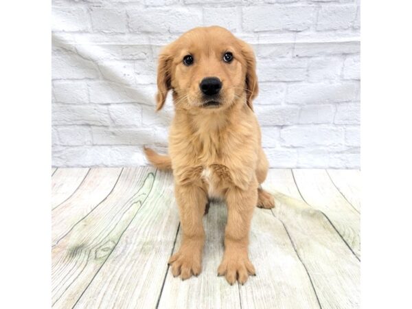 Golden Retriever-DOG-Male-Dark Golden-1656-Petland Gallipolis, OH