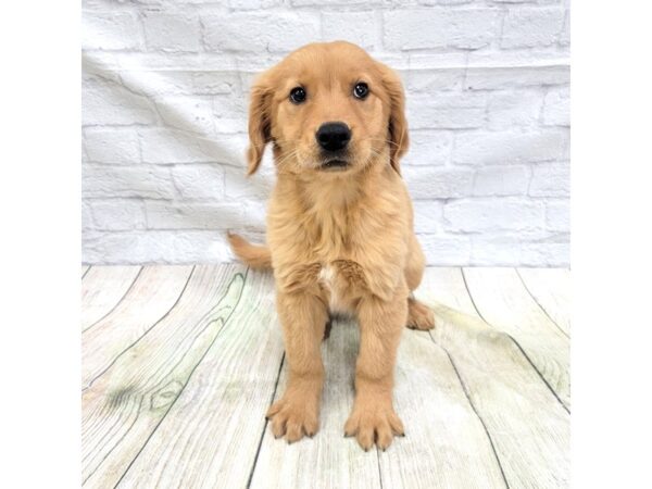 Golden Retriever DOG Male Dark Golden 1656 Petland Gallipolis, OH