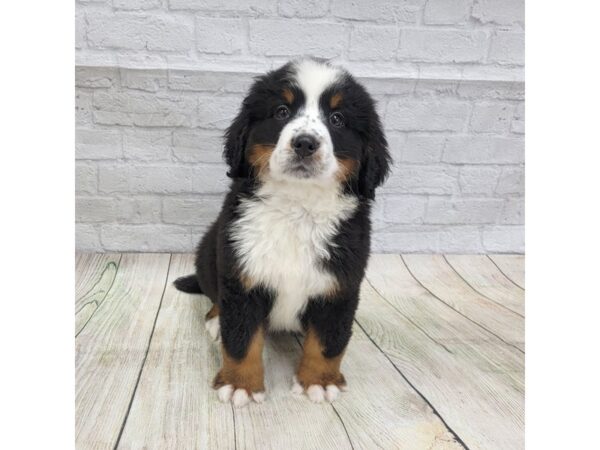 Bernese Mountain Dog DOG Female Black Rust / White 1655 Petland Gallipolis, OH