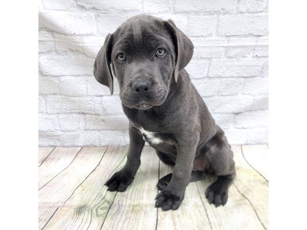 Cane Corso DOG Female Blue 1654 Petland Gallipolis, OH