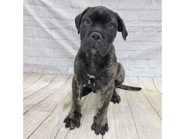 Bullmastiff DOG Male Brindle 1652 Petland Gallipolis, OH