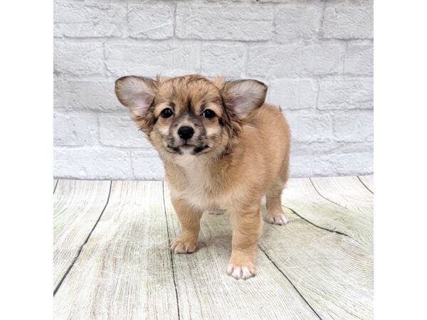 Chihuahua-DOG-Male-Black Sabled Fawn-1670-Petland Gallipolis, OH