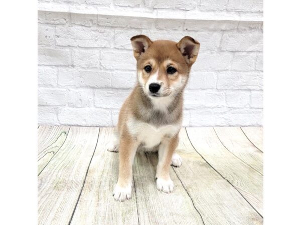 Shiba Inu-DOG-Female-Red Sesame-1669-Petland Gallipolis, OH