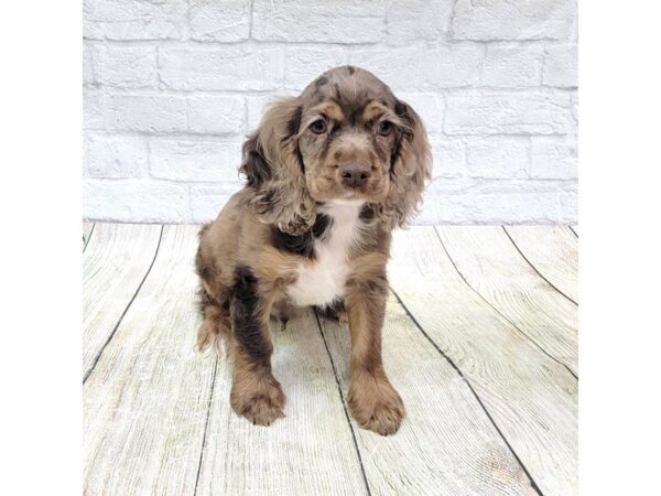 Cocker Spaniel-DOG-Male-Chocolate / Tan-1668-Petland Gallipolis, OH