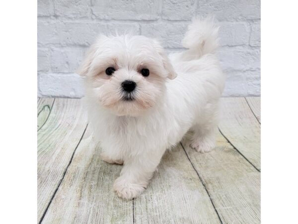 Maltese DOG Female White 1667 Petland Gallipolis, OH