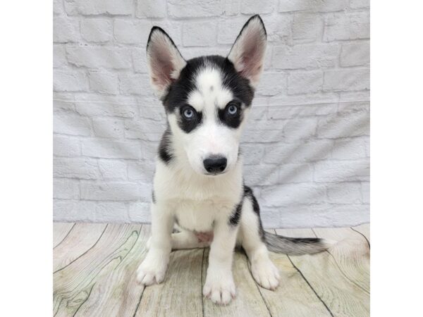 Siberian Husky DOG Male Black / White 1666 Petland Gallipolis, OH