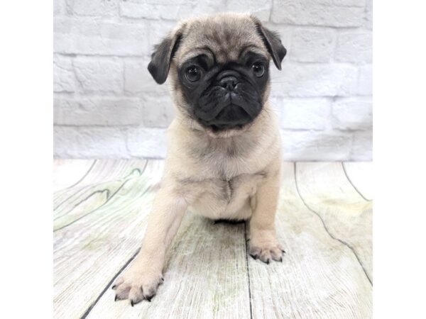 Pug DOG Male Fawn 1665 Petland Gallipolis, OH