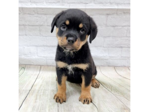 Rottweiler DOG Female Black/Tan 1675 Petland Gallipolis, OH