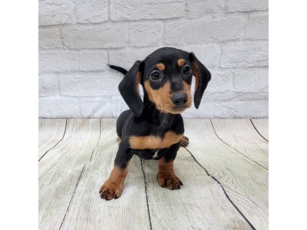 Dachshund DOG Female Black / Tan 1674 Petland Gallipolis, OH