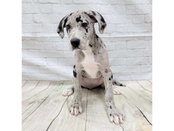 Great Dane DOG Female Merle 1673 Petland Gallipolis, OH