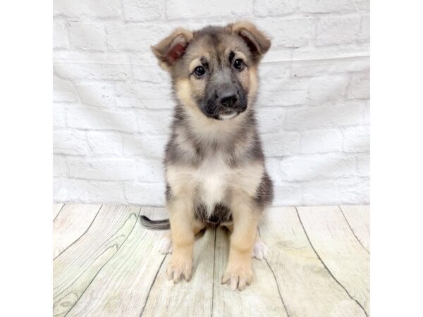 German Shepherd Dog DOG Female Black / Tan 1664 Petland Gallipolis, OH