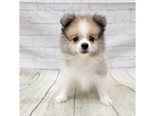 Pomeranian-DOG-Male-Orange Sable-1671-Petland Gallipolis, OH