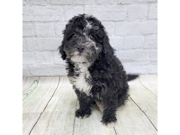 Cavapoo DOG Male Black / White 1680 Petland Gallipolis, OH