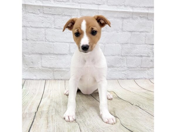 Jack Russell Terrier DOG Female Red / White 1679 Petland Gallipolis, OH